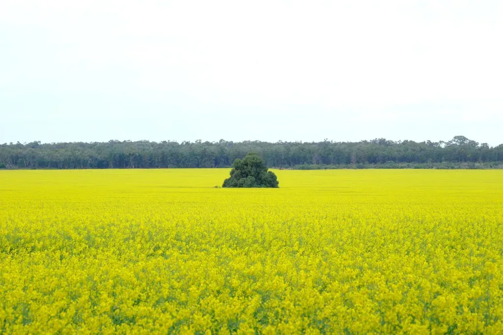 Jak nawozić rzepak ozimy